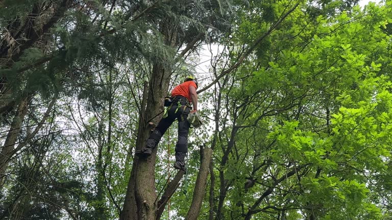 Trusted Hudson Bend, TX Tree Removal and Landscaping Services Experts